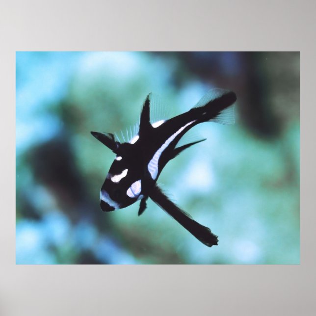 Juvenile Midnight Snapper Poster (Vorne)