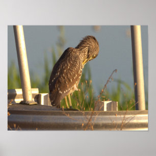 Juvenile Night Heron Foto Poster