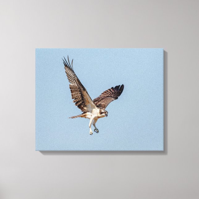 Juvenile Osprey im Flugzeug Leinwanddruck (Vorderseite)