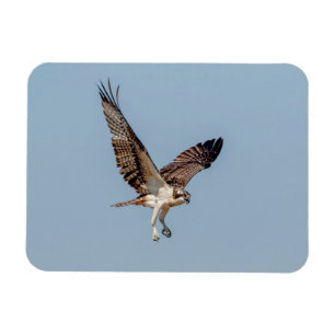 Juvenile Osprey im Flugzeug Magnet