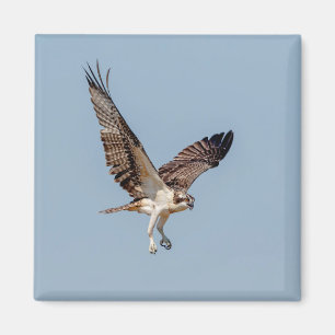 Juvenile Osprey im Flugzeug Magnet