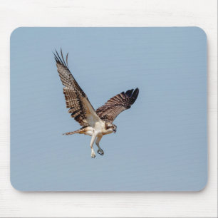 Juvenile Osprey im Flugzeug Mousepad