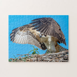 Juvenile Osprey im Nest