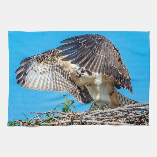 Juvenile Osprey im Nest Geschirrtuch (Horizontal)