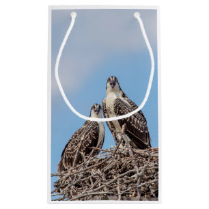 Juvenile Osprey im Nest Kleine Geschenktüte
