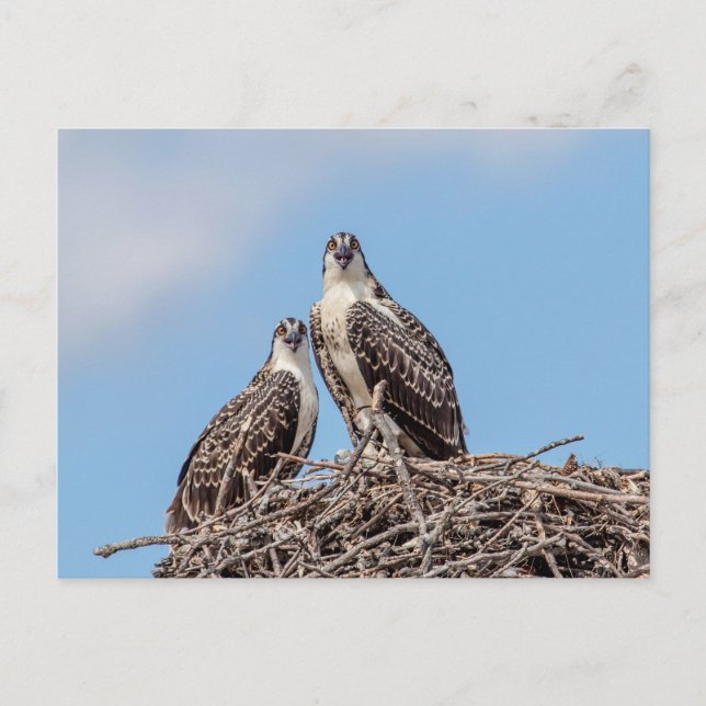 Juvenile Osprey im Nest Postkarte (Vorderseite)