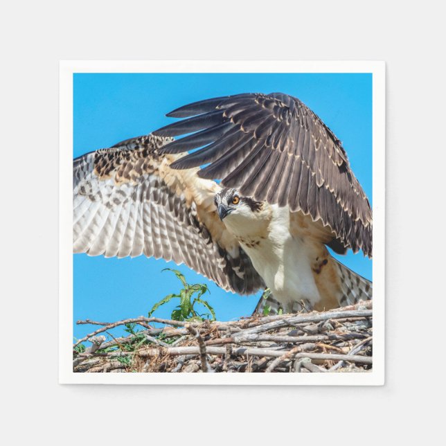 Juvenile Osprey im Nest Serviette (Vorderseite)