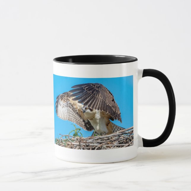 Juvenile Osprey im Nest Tasse (Rechts)