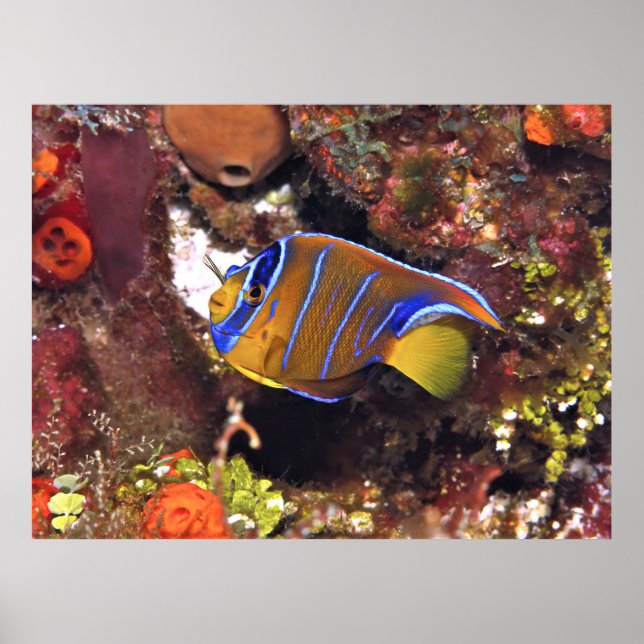 Juvenile Queen Angelfish Poster (Vorne)