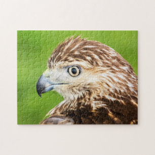 Juvenile Red Tail Hawk