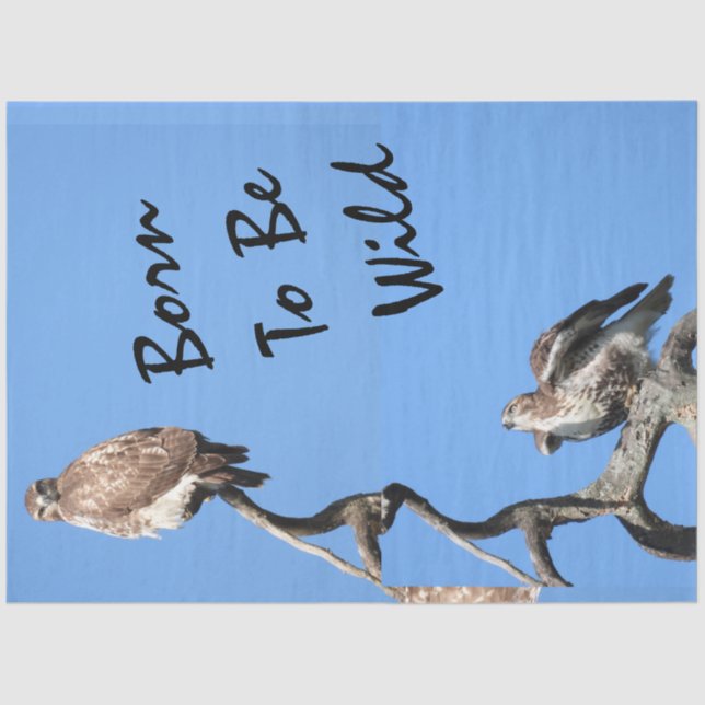 Juvenile Red Tail Hawk Composite Seidenpapier (Vorderseite)