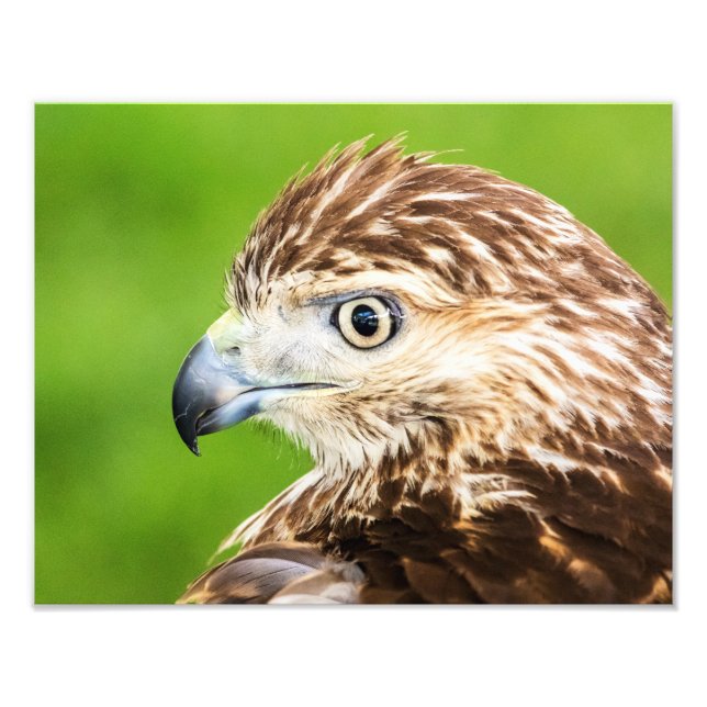 Juvenile Red Tail Hawk Fotodruck (Vorne)