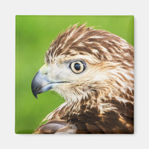 Juvenile Red Tail Hawk Magnet