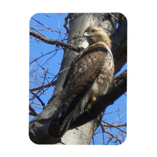 Juvenile Red Tail Hawk Magnet