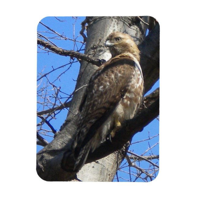 Juvenile Red Tail Hawk Magnet (Vertikal)