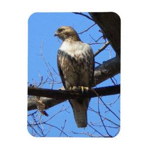 Juvenile Red Tail Hawk Magnet