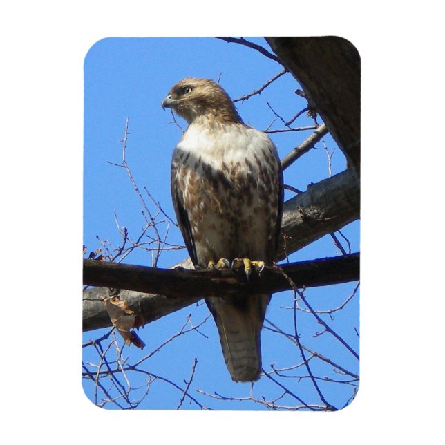 Juvenile Red Tail Hawk Magnet (Vertikal)