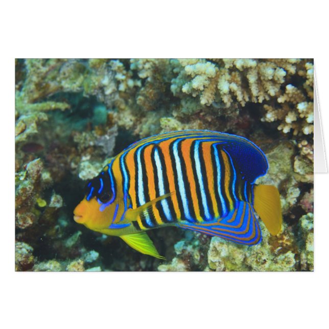 Juvenile Regal Angelfish Pygoplites (Vorderseite (Horizontal))