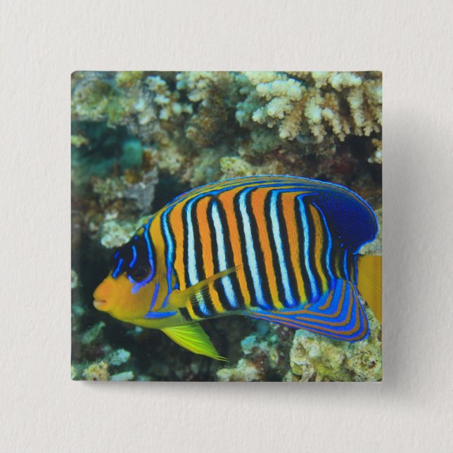 Juvenile Regal Angelfish Pygoplites Button (Vorderseite)