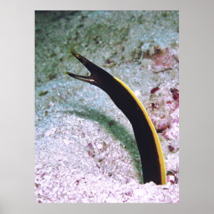 Juvenile Ribbon Eel Poster