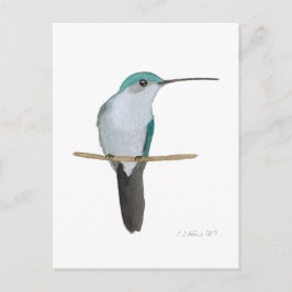 Juvenile Ruby-throated Hummingbird Postkarte