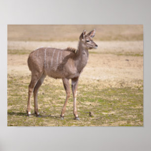 Juvenile stärker kudu poster