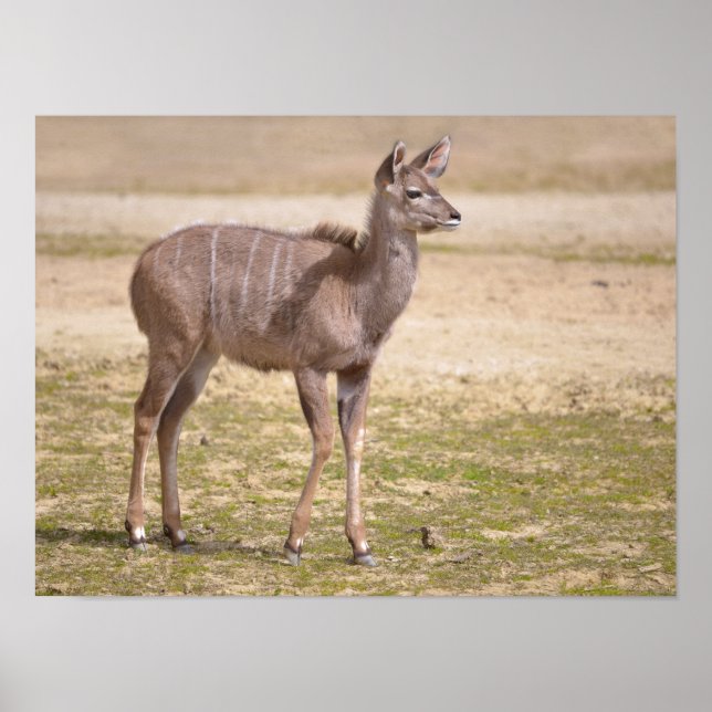 Juvenile stärker kudu poster (Vorne)