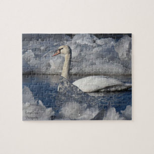 Juvenile Swan in Icey River