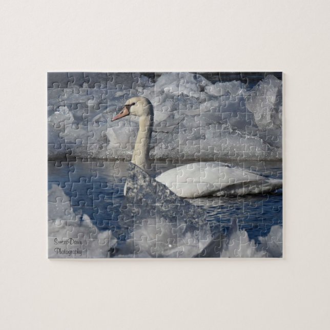 Juvenile Swan in Icey River (Horizontal)