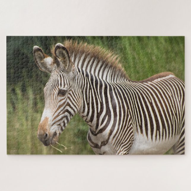 Juvenile Zebra (Horizontal)