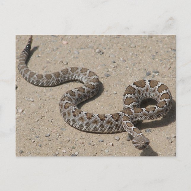 Juvenille Black RattleSnake Postkarte (Vorderseite)