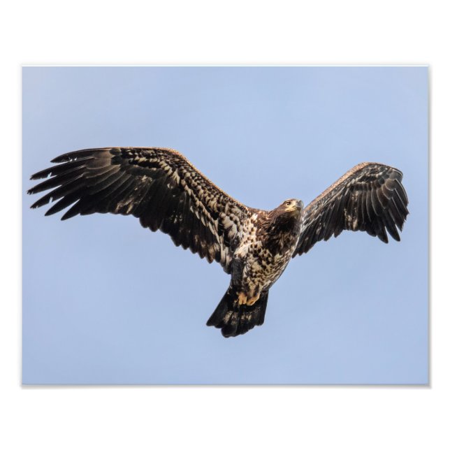 Juvie Eagle Overhead Fotodruck (Vorne)