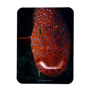 Juwel-Barsch, Cephalopholis miniata Magnet