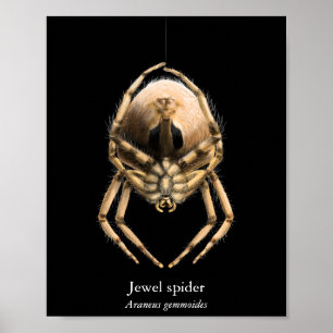 Juwel-Spinnen-Plakat (Halbglanz) Poster