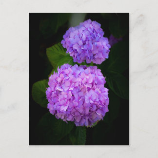 Kaart met een foto van mooie paars rose hortensia postkarte