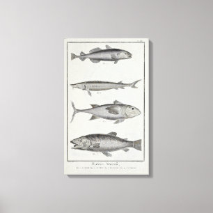 Kabeljau, Thunfisch, Lachse und Stör Leinwanddruck