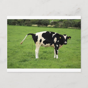 Kackende Kuh Postkarte
