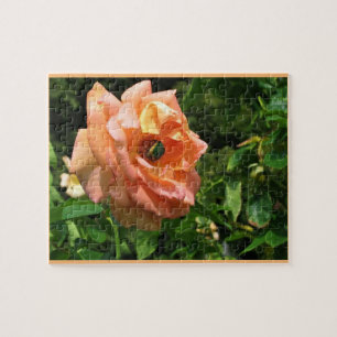 Käfer auf einer Rose