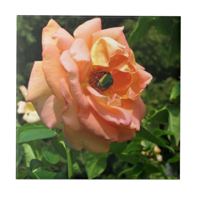 Käfer auf einer Rose Fliese (Vorderseite)