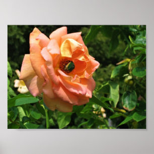 Käfer auf einer Rose Poster