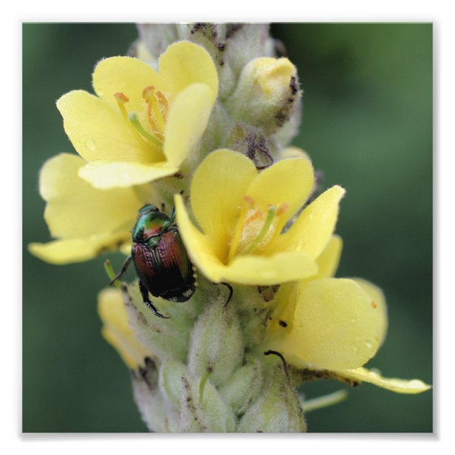 Käfer auf Wild-Mullein-Blume Nah 8x8 Fotodruck (Vorne)