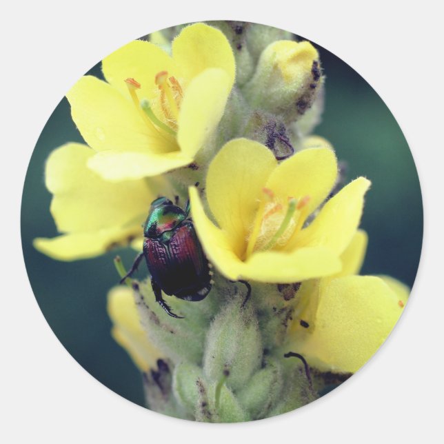 Käfer auf Wild-Mullein-Blume Runder Aufkleber (Vorderseite)