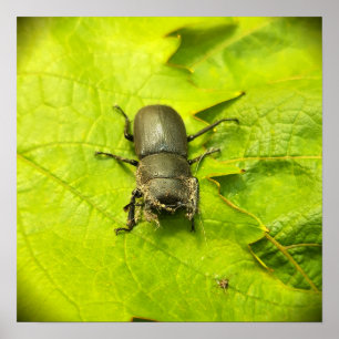Käfer , Käfer , Bug Poster