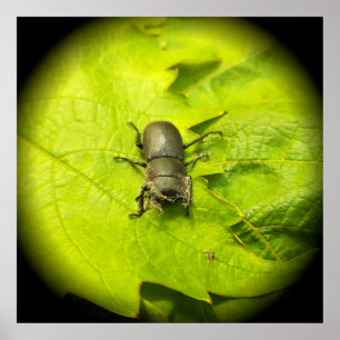 Käfer , Käfer , Bug Poster