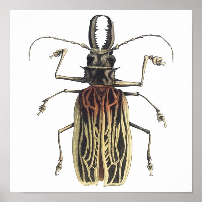 Käfer mit langer Hornhaut, Prionus Cervicornis Poster (Vorne)