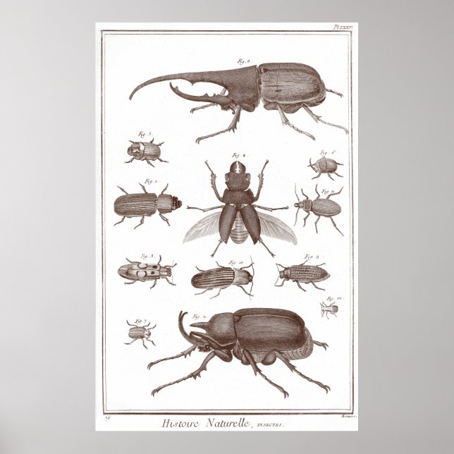 Käfer - Plate LXXV Histoire Naturelle Diderot Poster (Vorne)