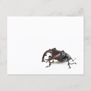 Käfer Postkarte