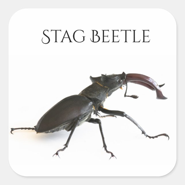 Käfer Quadratischer Aufkleber (Vorderseite)