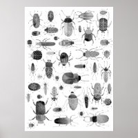 Käfer Schwarz & Weiß