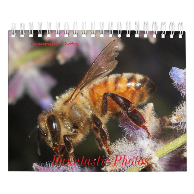 Käfer und Blumen Kalender (Titelbild)